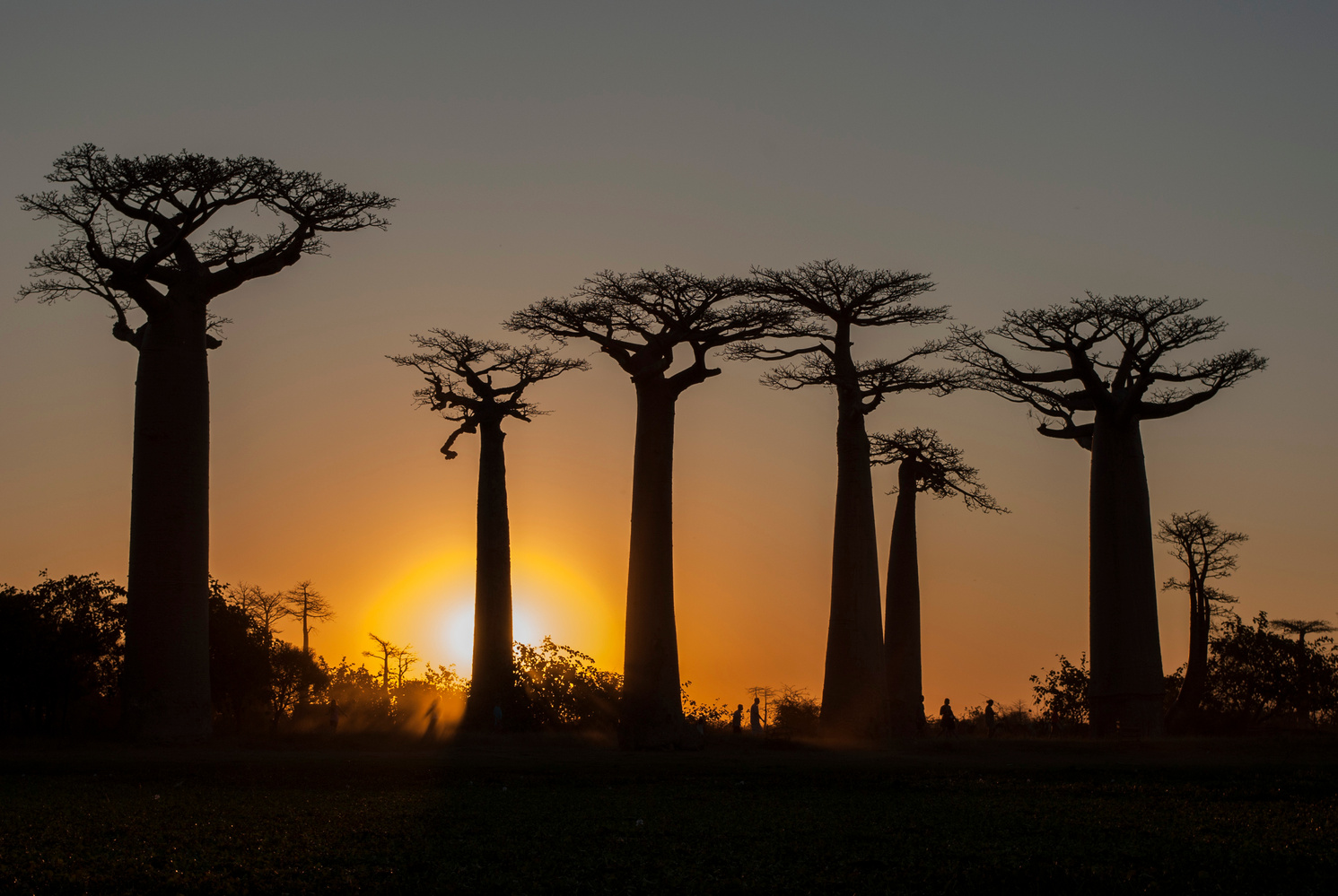 Baobabs